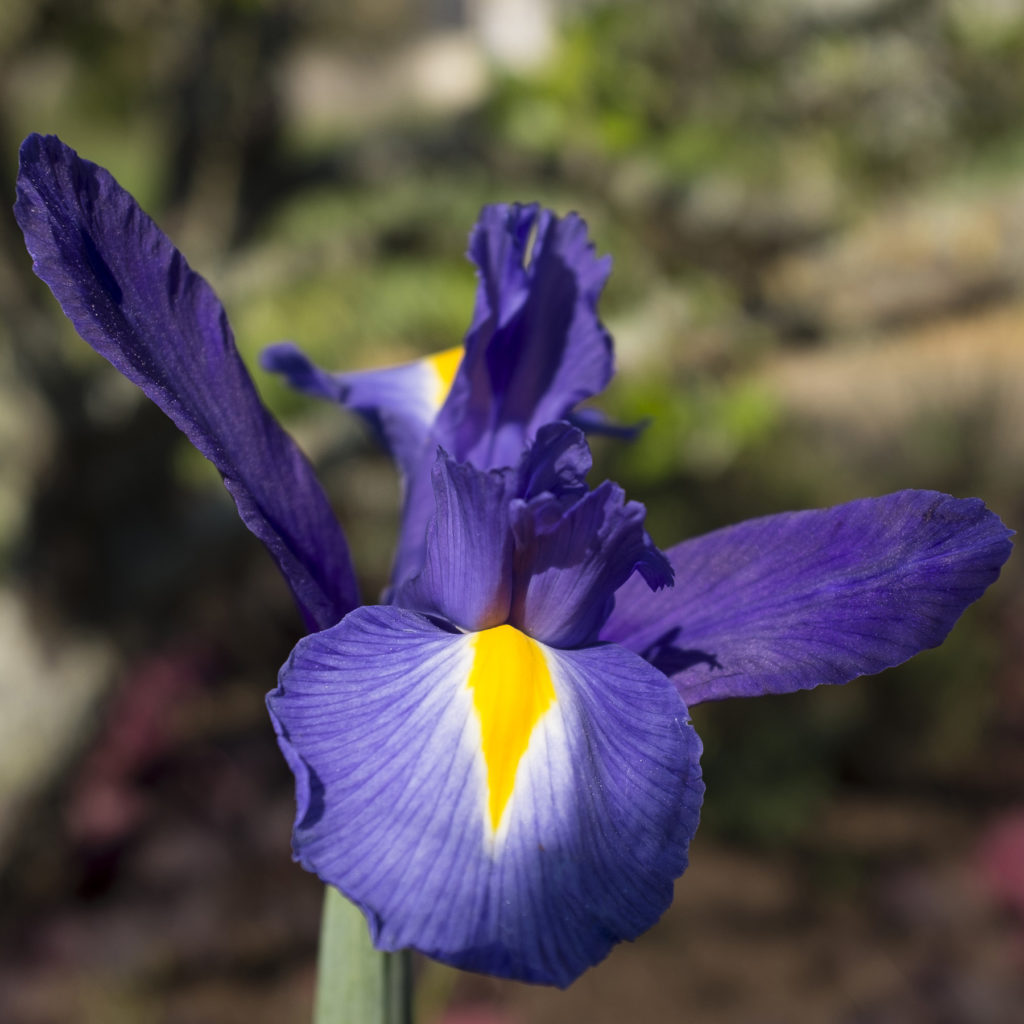 Iris bleu dans le jardin de Penerf